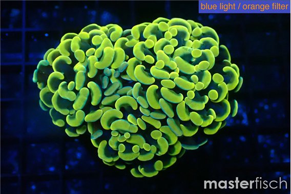 Euphyllia paraancora green gold 4-8 cm