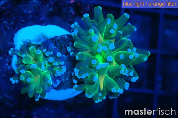 Euphyllia paradivisa green sunset 3-5 cm