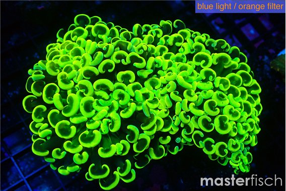 Euphyllia ancora green gold 8-14 cm