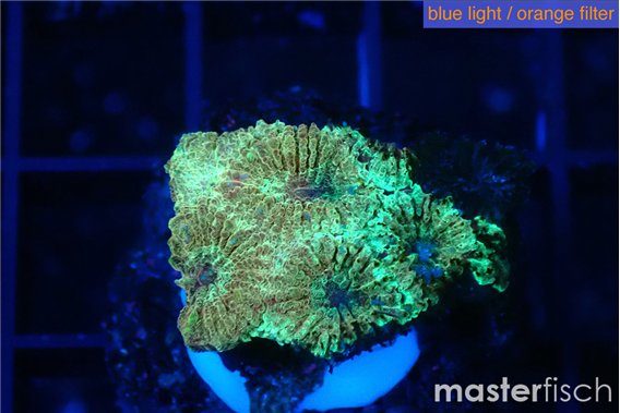 Favia sunset 1-2 cm