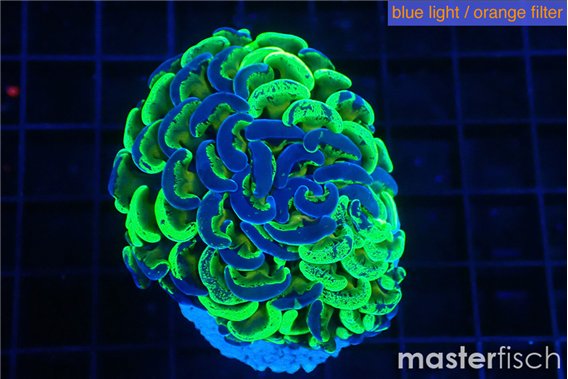 Euphyllia paraancora reverse green 3-6 cm