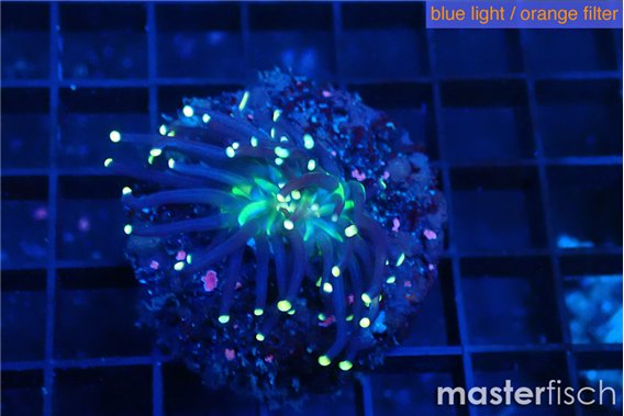 Euphyllia glabrescens joker golden tip 3-5 cm