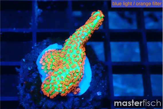 Montipora red fire forest 2-3 cm