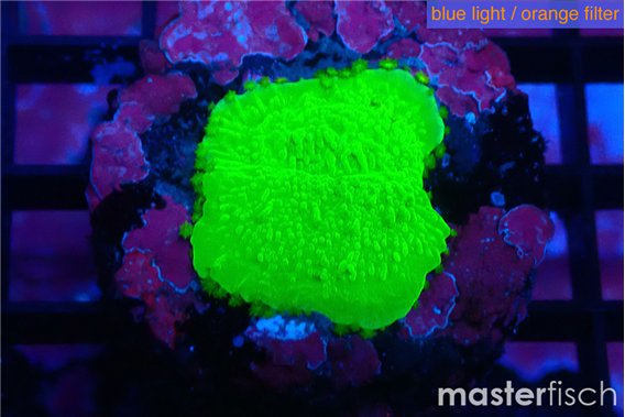 Montipora green cap 1-2 cm