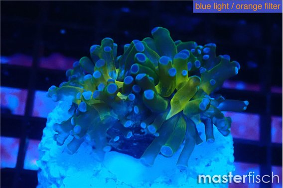 Euphyllia paradivisa green sunset 2-4 cm
