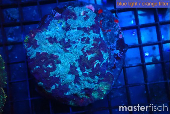 Favia purple blue marble 6-8 cm