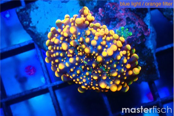 Ricordea yuma red 1 polyp