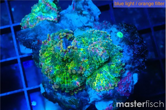 Ricordea yuma green purple 3 polyps