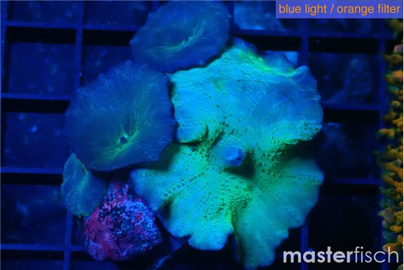 Discosoma deep blue avatar 4-5 polyps