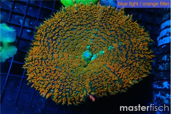 Rhodactis orange green premium 7-12 cm