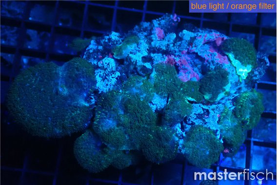 Rhodactis green blue 7-12 cm