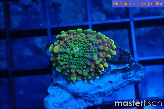 Ricordea yuma tricolor 1 polyp