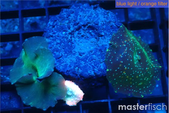 Discosoma mix color 2 polyps