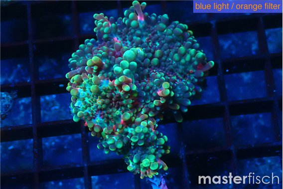 Ricordea yuma green purple 2 polyps