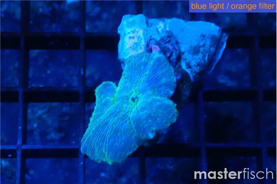 Discosoma avatar deep blue 1 polyp