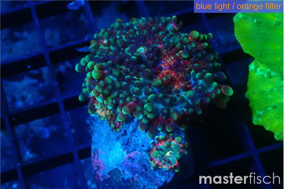 Ricordea yuma green purple 1 polyp
