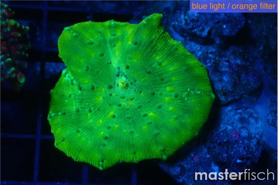 Discosoma neon green 1 polyp
