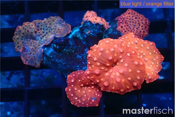 Discosoma red devils & Discosoma red purple 6 polyps