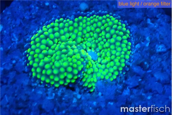 Ricordea floridae green 1 polyp