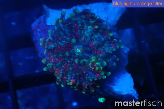 Ricordea yuma purple blue 1 polyp
