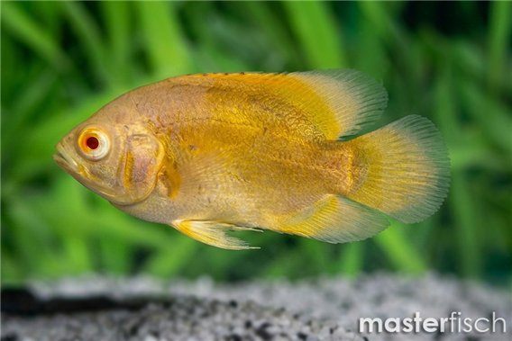 Astronautus oscar lemon albino 6-7 cm