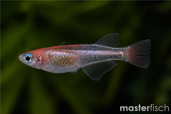 Oryzias latipes kohaku medaka