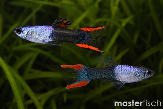 Male Endler Silverado Guppy (Varied)
