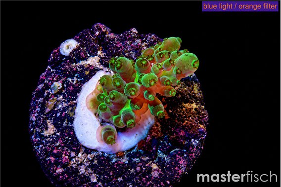 Acropora caroliniana banana 2-3 cm