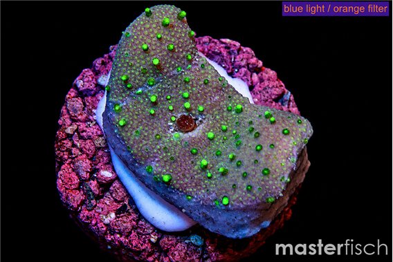 Sarcophython full neon green polyps Australia 2 cm