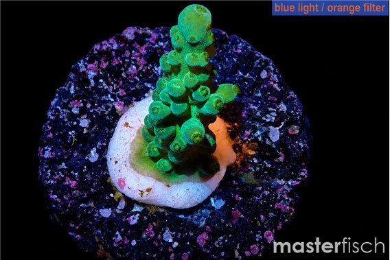Acropora green purple tip 2-3 cm