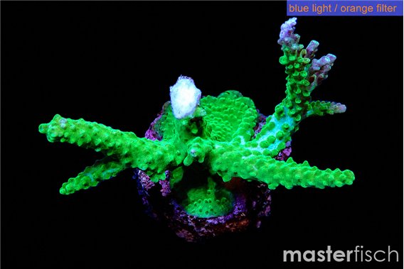 Acropora green & purple tip 4-6 cm