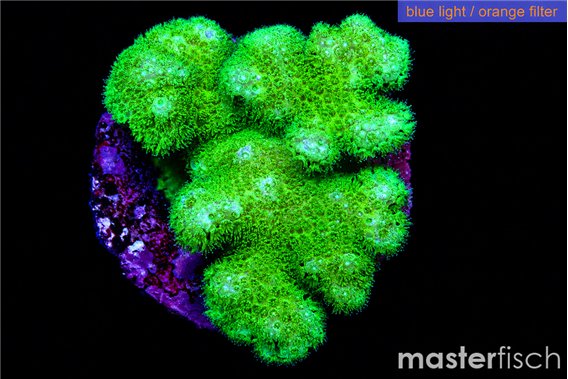 Pocillopora verrucosa toxic green 2-3 cm