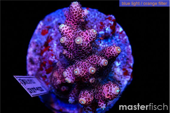 Acropora pink 5-6 cm