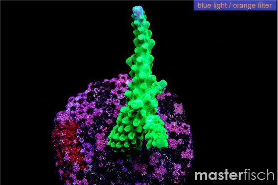 Acropora green purple tip 3-5 cm