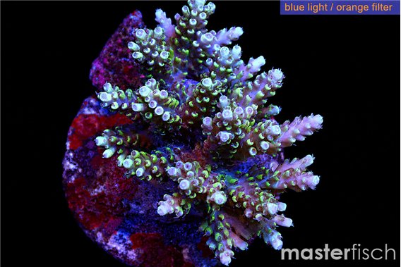 Acropora purple gold 7-10 cm