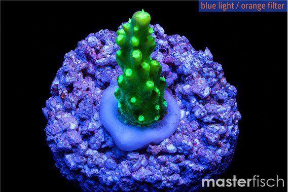 Acropora nana 1-2 cm