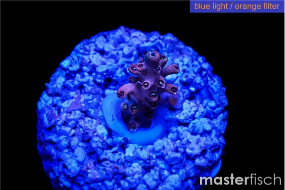 Acropora pink table 1-2 cm