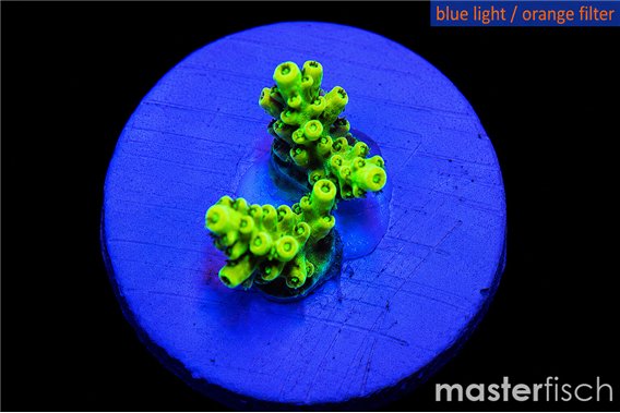 Acropora pikachu gold 2 cm