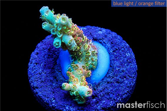 Acropora sunset neon toxic green polyps premium 2-3 cm