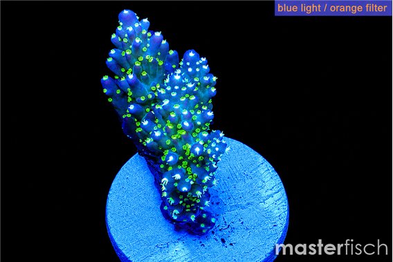 Acropora nana premium 3-5 cm