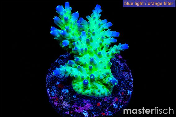 Acropora green & blue tip Fijii 3-5 cm