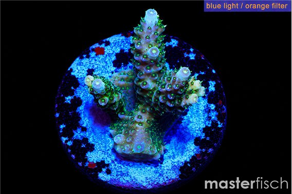 Acropora sunset 2-3 cm
