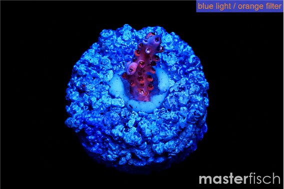 Acropora pink 1 cm
