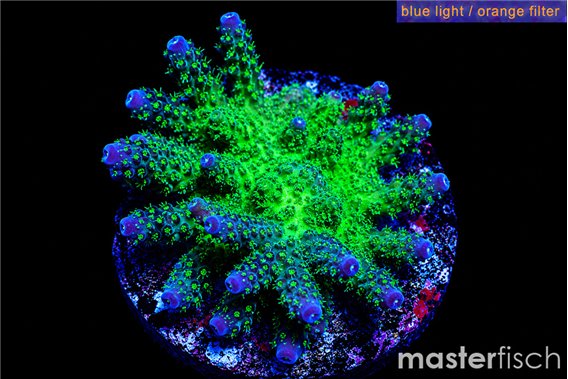 Acropora gemmifera green & purple tip 4-6 cm