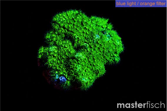 Pocillopora verrucosa toxic green 2 cm