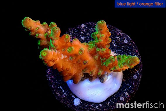 Acropora green & purple tip 3-4 cm