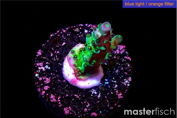 Acropora green purple tip 2-4 cm