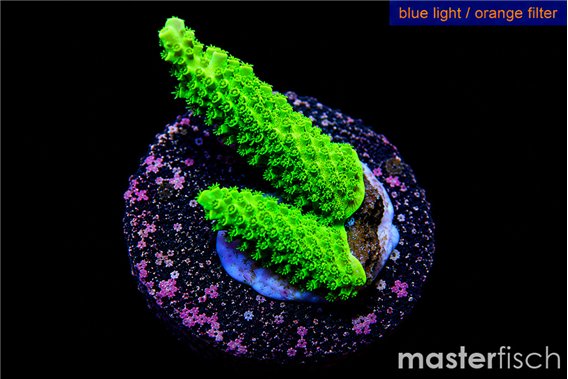Acropora full neon green 3-4 cm