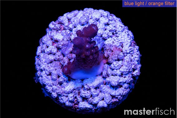 Acropora purple table Fijii 1-2 cm