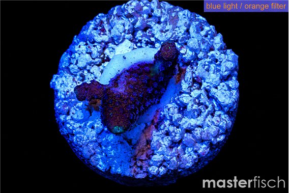 Acropora purple table Fijii 1 cm